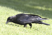 Corvus brachyrhynchos